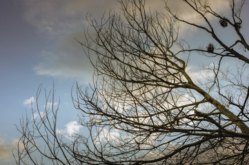 Dry tree branches with blue sky and clouds on background