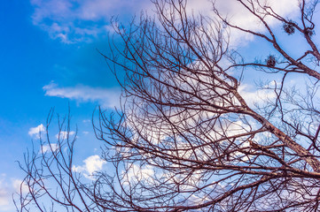 Fototapeta na wymiar Dry tree branches with blue sky and clouds on background