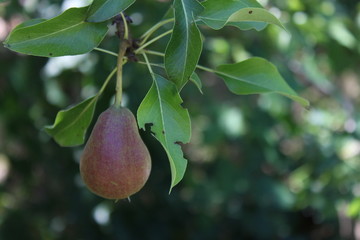 pear