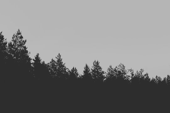 Artistic processing of a photo of a night landscape. Silhouette of a pine forest, sky with clouds and the moon. Place for the text.