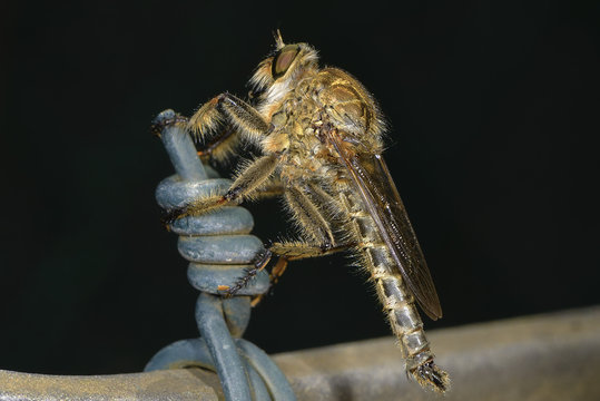 lepidottero - sfinge colibr&igrave;, ittero asilide, coleottero - cetonia dorata