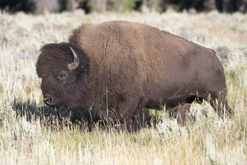 BISON IN GRASS MEADOW  STOCK IMAGE
