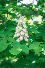 The beautiful flowering chestnuts in early summer. Closeup photo. Green leaves on the tree.