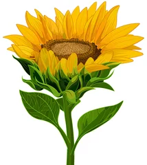 Türaufkleber Sunflower © Anna Velichkovsky