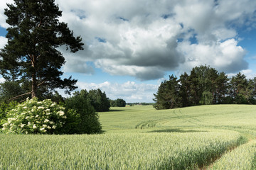 Tractor trails in perfect wheat field.