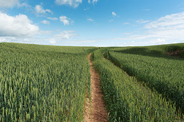 Fototapeta na wymiar Tractor trails in perfect wheat field.