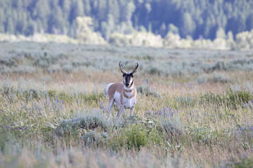 PRONGHORN ANTELOPE IN SAGEBRUSH MEADOW STOCK IMAGE