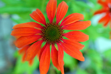 Beautiful blooming Echinacea in Germany, close up