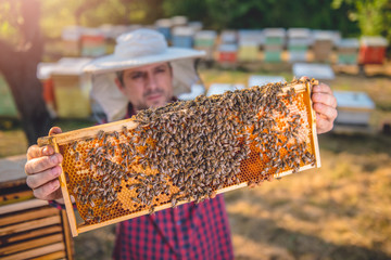 Beekeeper checking beehives