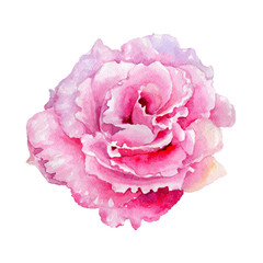 Wildflower rose flower in a watercolor style isolated. Full name of the plant: rose. Aquarelle wild flower for background, texture, wrapper pattern, frame or border.
