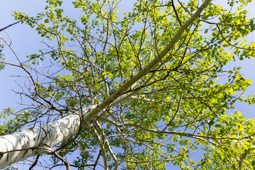 Fototapeta premium Tree with green leaves against the blue sky