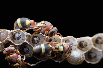 Super macro wasps and larvae on black background
