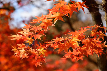 Japanese red maple leaf with blue sky background in autumn