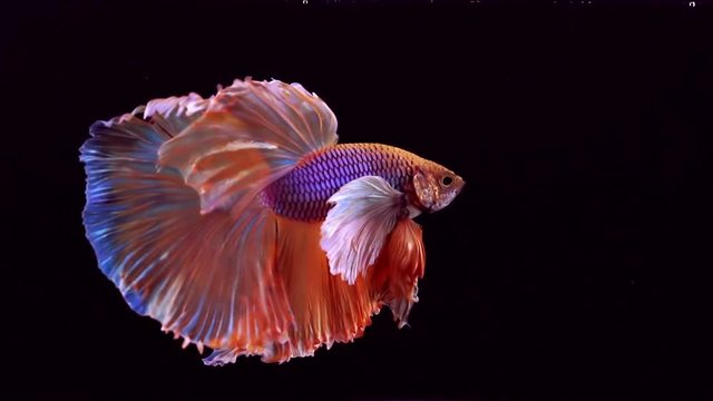 The colourful Siamese fighting fish Betta splendens, also known as Thai Fighting Fish or betta, is a species in the gourami family which is popular as an aquarium fish