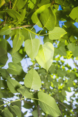 Green leaves in the sunlight. Through the leaves you can see the blue sky.