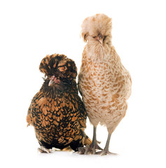 Padovana chicken in studio
