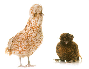 Padovana chicken in studio