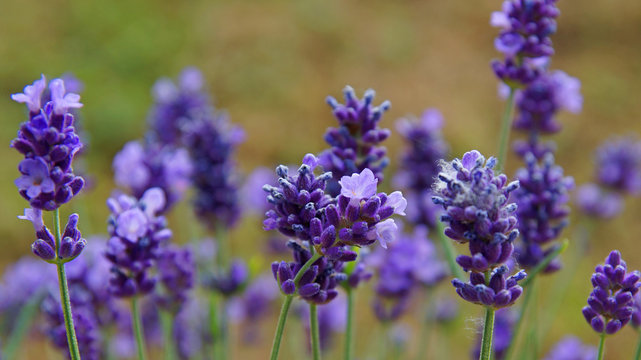 Fototapeta Zart blühende Lavendelblüten - Lavendelblau