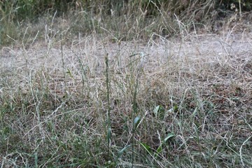 Vertrocknetes Gras im Garten nach Hitzeperiode