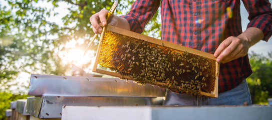 Beekeeper checking beehives