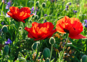 Türkischer Mohn