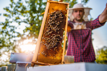 Beekeeper checking beehives