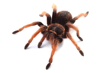 Tarantula isolated on white