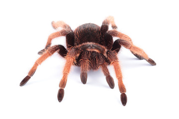 Tarantula isolated on white