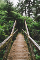 Obraz premium Północna Kalifornia - sekwoje