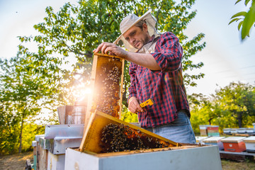 Beekeeper checking beehives