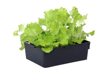Barquette de plants de salade batavia