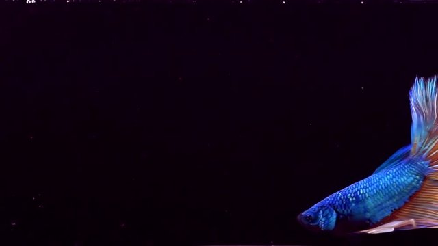 The colourful Siamese fighting fish Betta splendens, also known as Thai Fighting Fish or betta, is a species in the gourami family which is popular as an aquarium fish