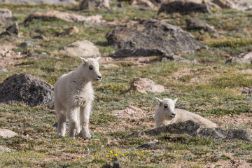 Obraz premium Cute Mountain Goat Kids