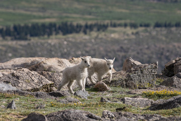 Fototapeta premium Cute Mountain Goat Kids