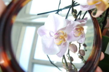 Орхидея