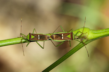 Image of Hemiptera (Green Legume Pod Bug) on nature background. Insect Animal