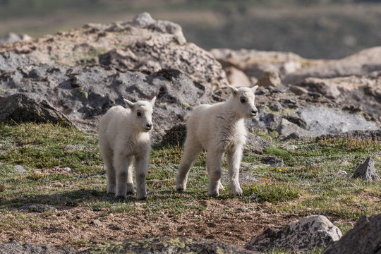 Cute Mountain Goat Kids