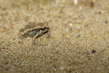 Image of little bullfrog (Kaloula pulchra) on the ground. Animal
