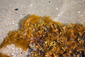 Bladder wrack