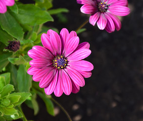 Top view of pink gerbera in sunlight
