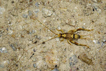 Image of a brown cricket on the ground. Insect Animal