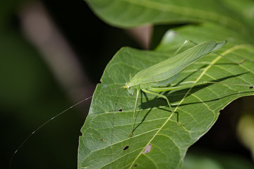 Image of a grasshoppers on green leaves. Insect Animal (Dark Tympanal Katydid., Holochlora nigrotympana)