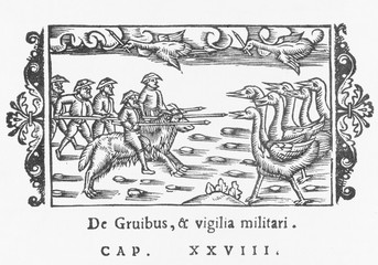 Fototapeta na wymiar Fighting Big Birds. Date: 1555