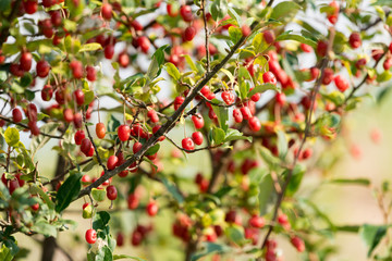 樹上のグミの実