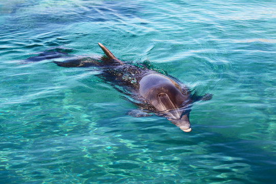 dolphin in Red sea, Eilat . Israel