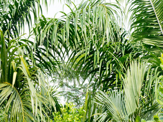 Green coconut palm leaves and branch background. Palm is tropical foliage plant with pinnate leaf.