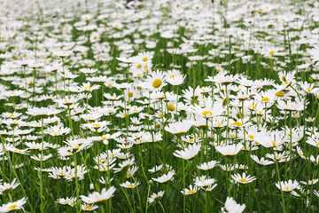 Field of daisy flowers