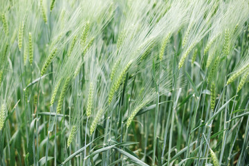 Immature wheat in the field