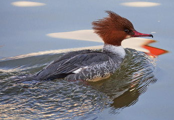 Swimming Goosander female.