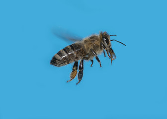 a bee (apis mellifera) flying - high speed photography